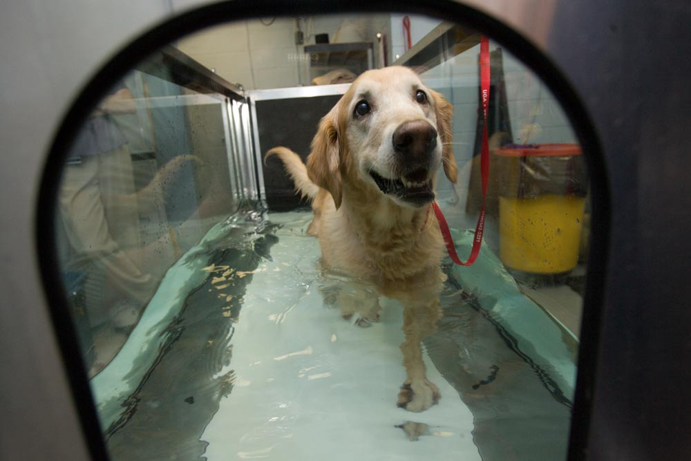 golden Golden Retriever at the College of Vet Med
